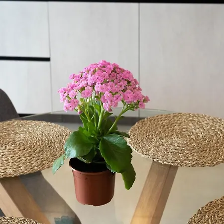 & Loft 2f Deluxe Edition Lägenhet